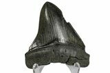 Serrated, Fossil Megalodon Tooth - South Carolina #168778-2